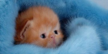 100-chats-1662031