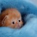 100-chats-1662031